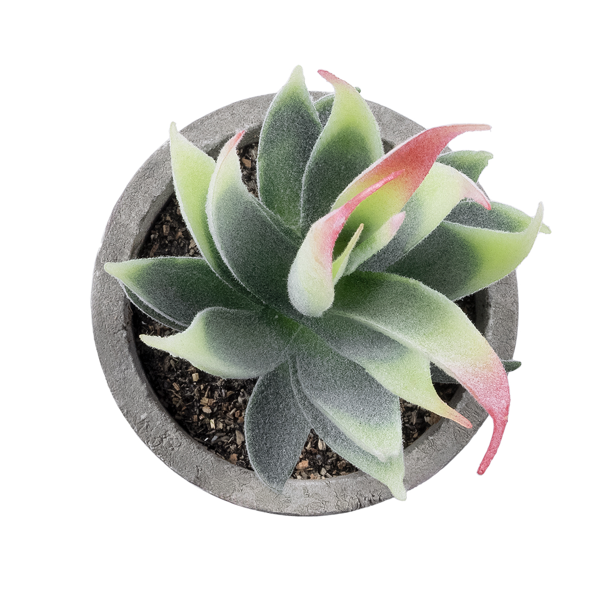 Τεχνητός Κήπος Succulent Aloe Glint® Διακοσμητικό Φυτό Παχύφυτο Αλόη Υ14Cm