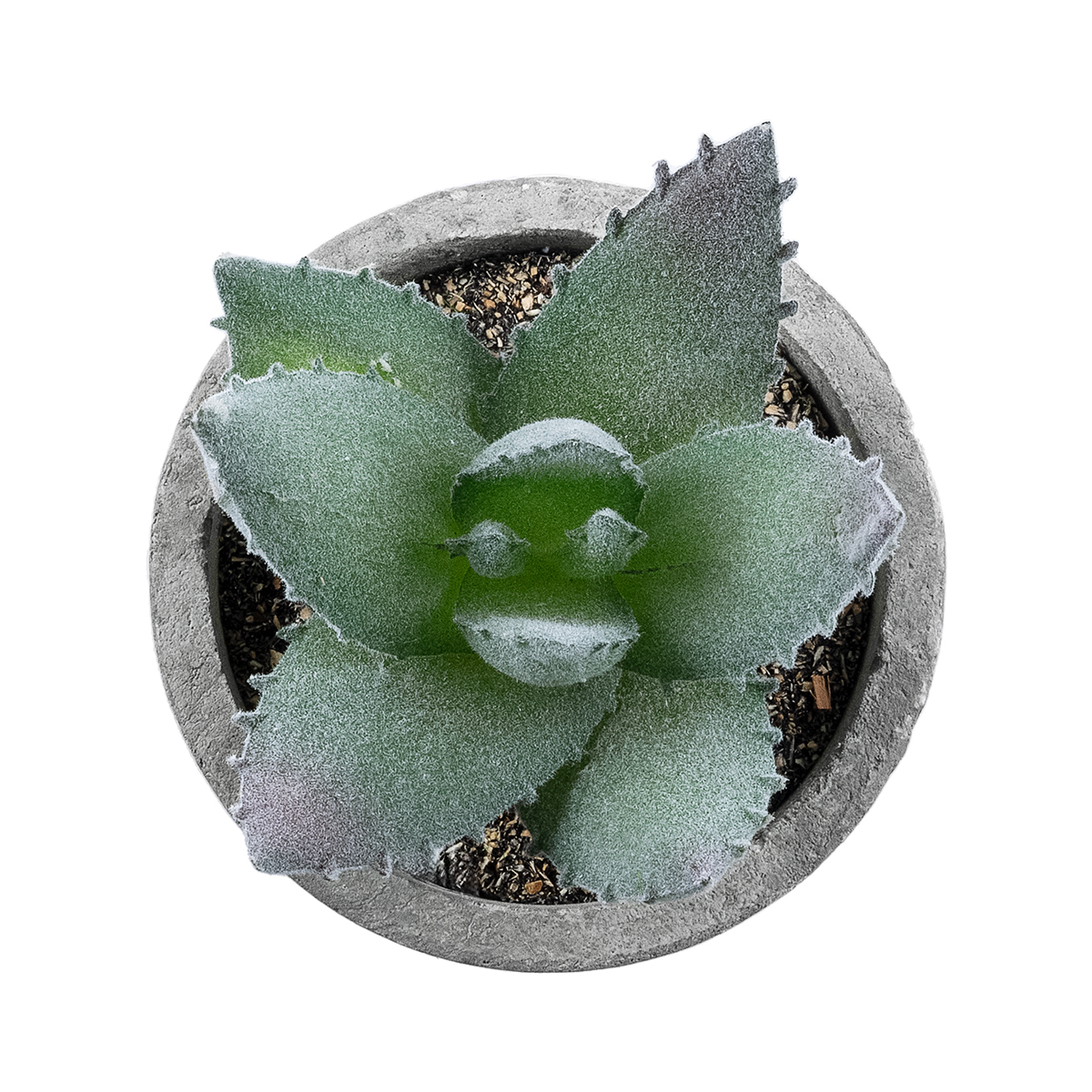 Τεχνητός Κήπος Succulent Aloe Glint® Διακοσμητικό Φυτό Παχύφυτο Αλόη Υ10.5Cm