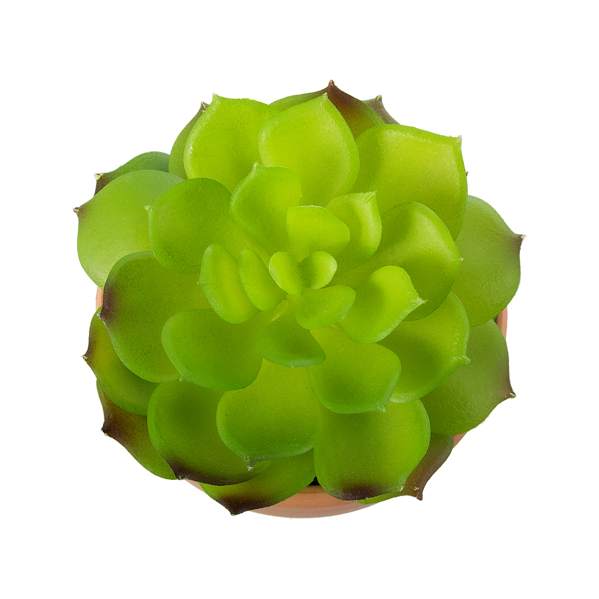 Τεχνητός Κήπος Succulent Echeveria Glint® Διακοσμητικό Φυτό Παχύφυτο Εχεβέρια Υ14Cm